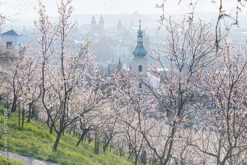 City view of Prague old town, Czech Republic. Red roof tops in the horizon. Church of Our Lady Victorious and The Infant Jesus of Prague Amazing spring
A beautiful catholic church among blooming trees