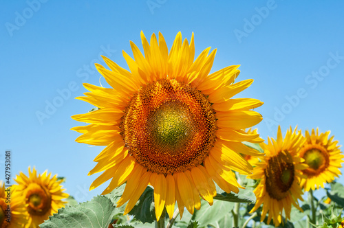 Sunflower flowers in the field. Bright yellow flowers in the summern the summer against blue sky.