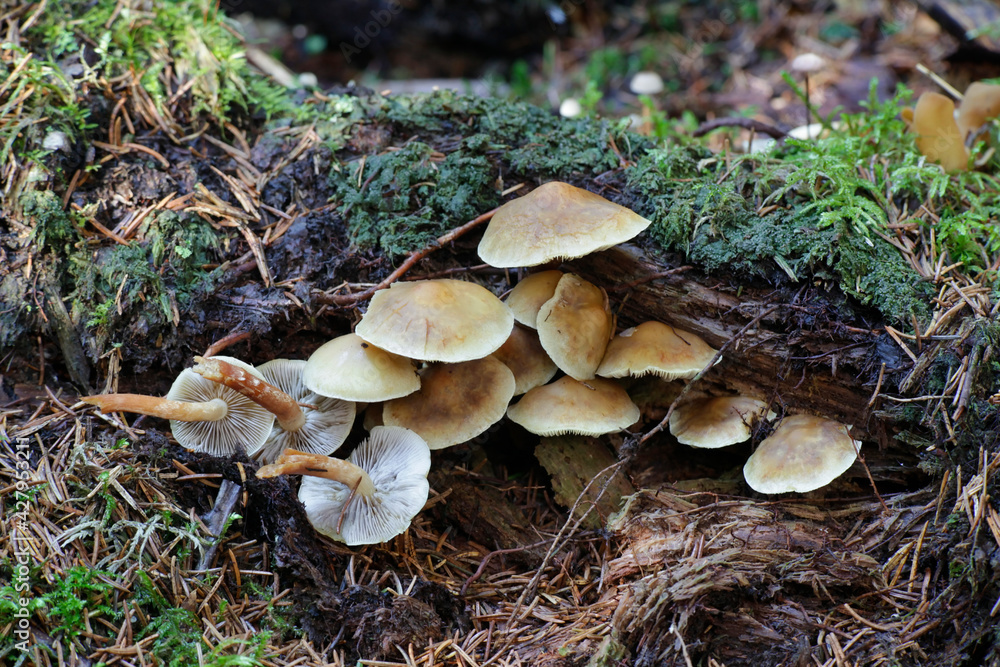 Pholiota spumosa, a scalycap mushroom from Finland with no common english name Pholiota spumosa, a scalycap mushroom from Finland with no common english name
