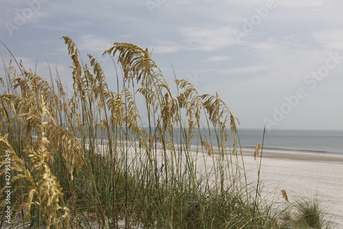 close view of sea oats on Florida beach of Atlantic coast