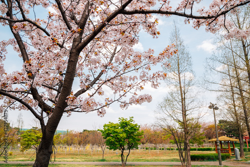 Hwarang Recreation Area park at spring in Ansan, Korea photo