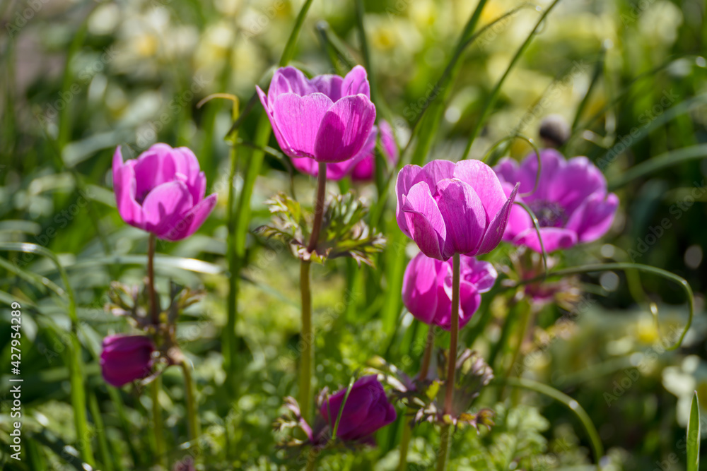 Magenta Anemone flowers in a garden in springtime Magenta Anemone flowers in a garden in springtime