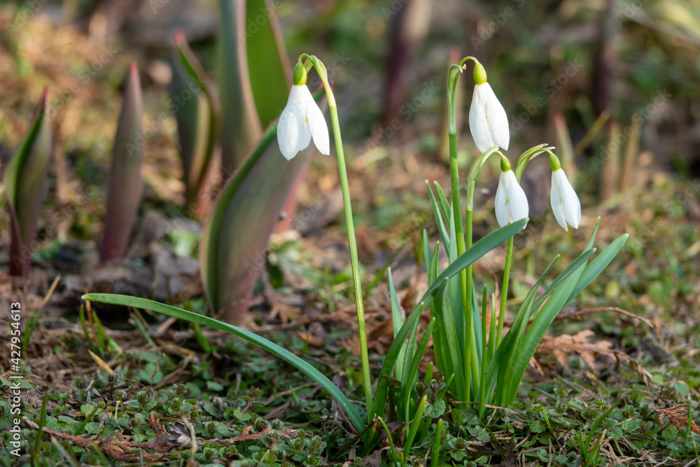 Snowdrop spring flowers. Delicate Snowdrop flower is one of the spring symbols telling us winter is leaving and we have warmer times ahead. Fresh green well complementing the white Snowdrop blossoms. Snowdrop spring flowers. Delicate Snowdrop flower is one of the spring symbols telling us winter is leaving and we have warmer times ahead. Fresh green well complementing the white Snowdrop blossoms.