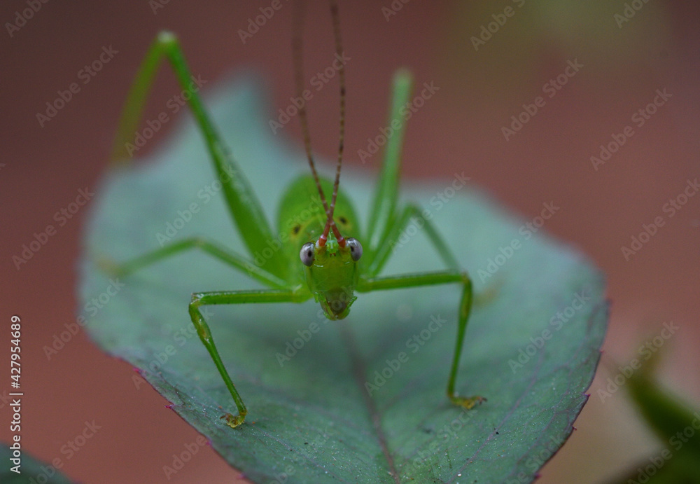 macro shot of a green grasshopper macro shot of a green grasshopper