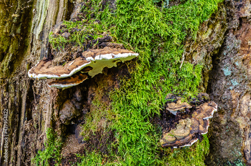 Zunderschwamm - Fomes fomentarius - am bemoosten Baumstamm © reimax16