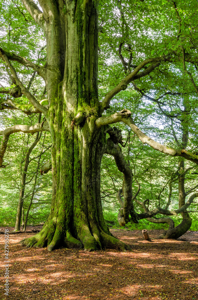 Fototapeta premium Uralter Baumriese im Saba-Urwald