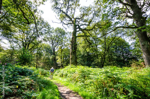 Wandern auf einer Waldlichtung mit knorrigen Eichen im Sabawald