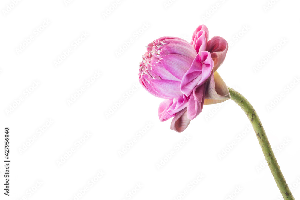 Pink lotus flower on light gray background