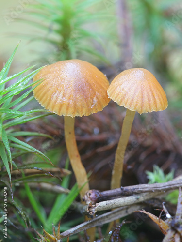 Galerina atkinsoniana, a bell mushroom from Finland with no common English name photo