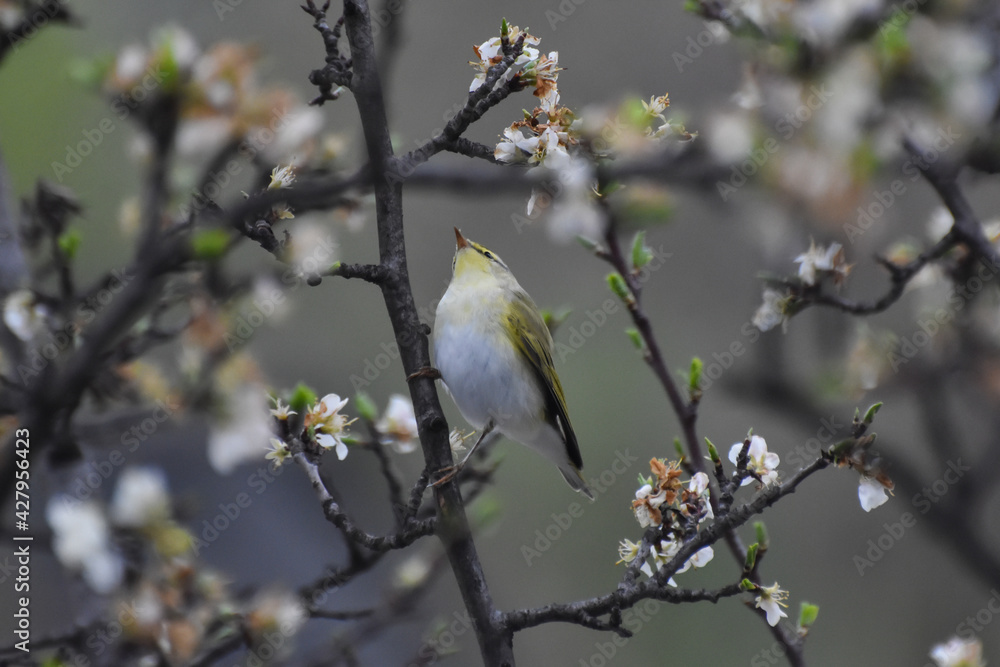 Wood warbler, Phylloscopus sibilatrix, single bird on branch. Little green bird feeding on blooming plum Wood warbler, Phylloscopus sibilatrix, single bird on branch. Little green bird feeding on blooming plum