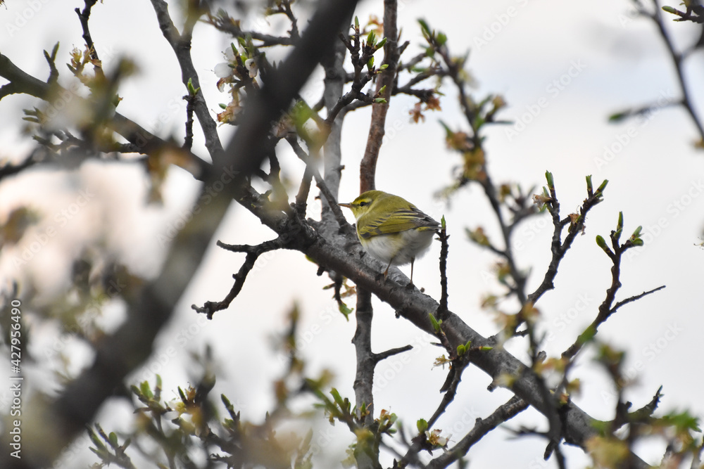 Wood warbler, Phylloscopus sibilatrix, single bird on branch. Little green bird feeding on blooming plum Wood warbler, Phylloscopus sibilatrix, single bird on branch. Little green bird feeding on blooming plum