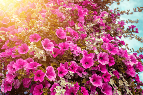Blooming Petunia flowers. Floral nature background