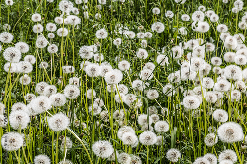 A clearing with faded dandelions on a summer day