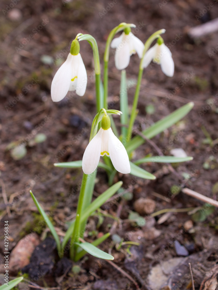 snowdrops on a spring day snowdrops on a spring day