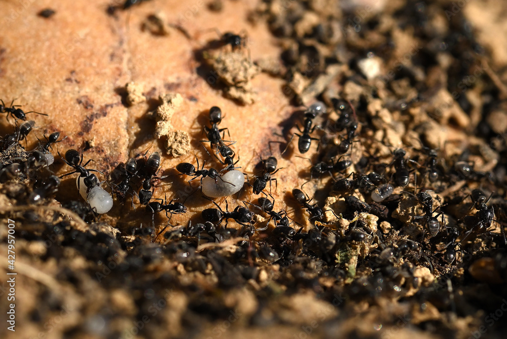 colonie de fourmis colonie de fourmis