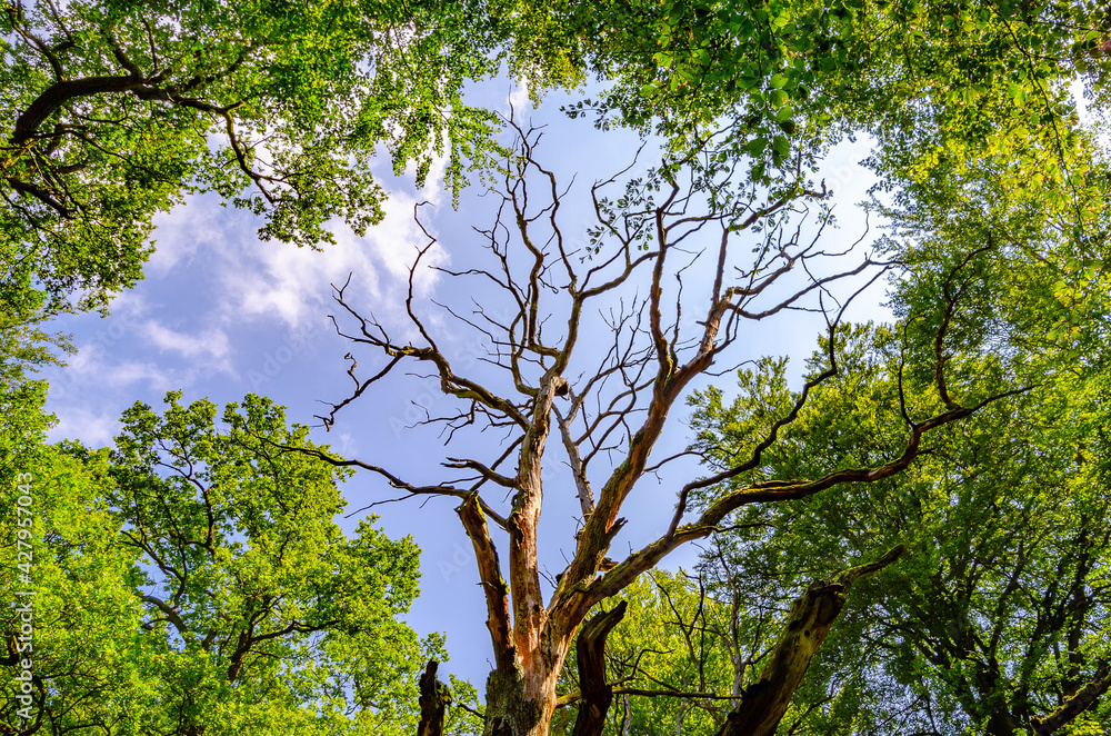 Fototapeta premium Blattlose Baumkrone zwischen frischem Grün - Urwald Sababurg, Deutschland