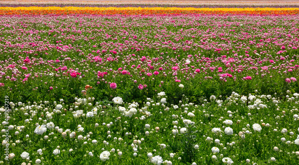 Huge field of ranunculus flowers in bloom in Israel Huge field of ranunculus flowers in bloom in Israel