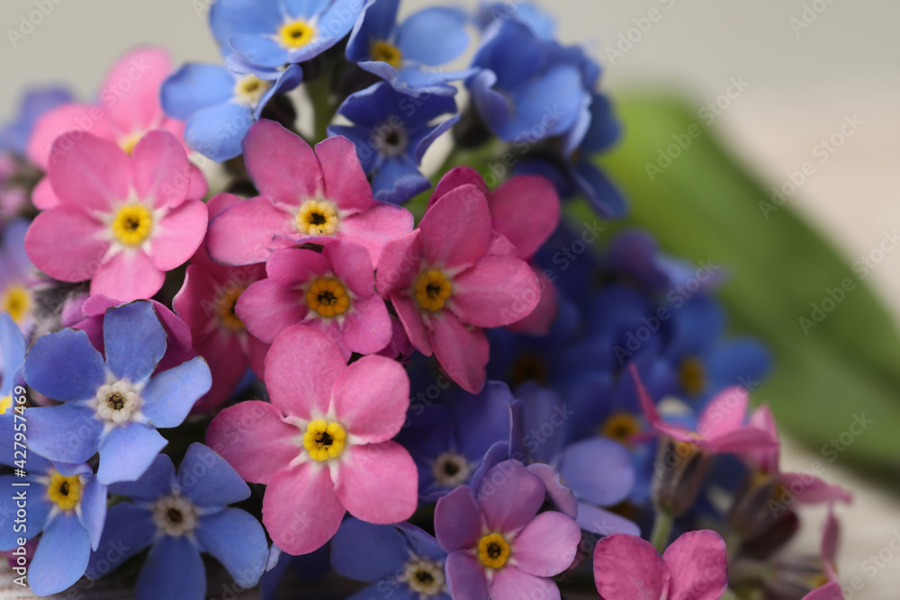 Beautiful blue and pink Forget-me-not flowers on blurred background, closeup