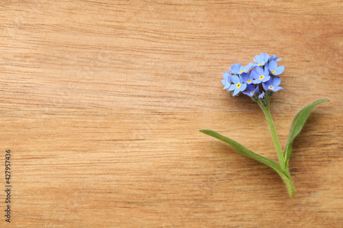 Beautiful blue Forget-me-not flower on wooden table, top view. Space for text