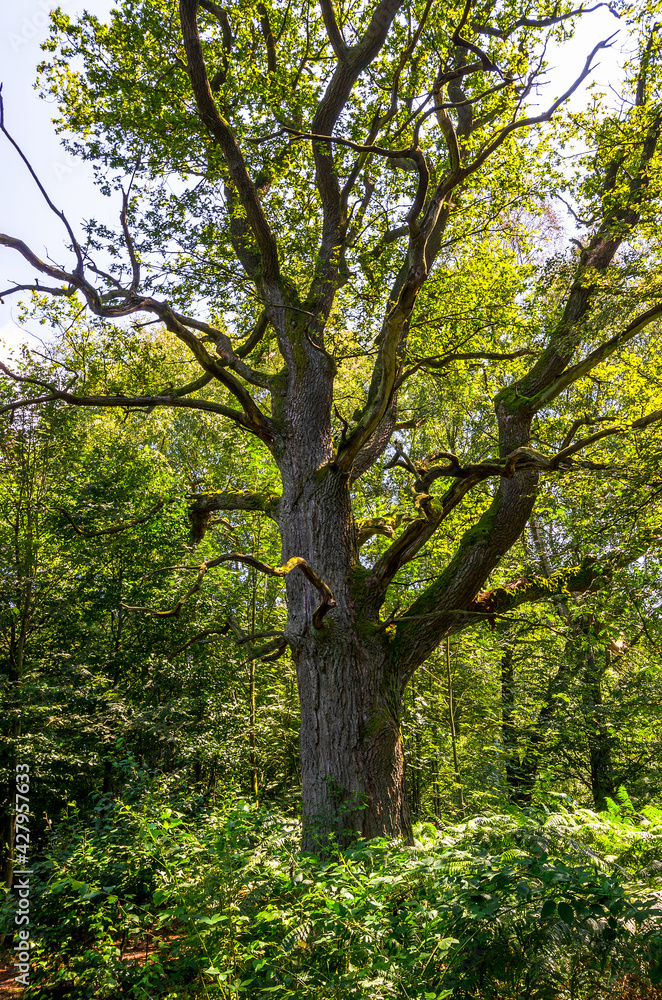 Alte Eiche - Urwald Sababurg, Deutschland Alte Eiche - Urwald Sababurg, Deutschland