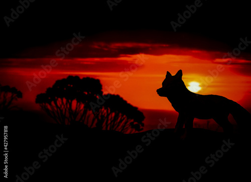Silhouettes of animal on golden cloudy sunset background. Wolf in wildlife background. Beauty in color and freedom.