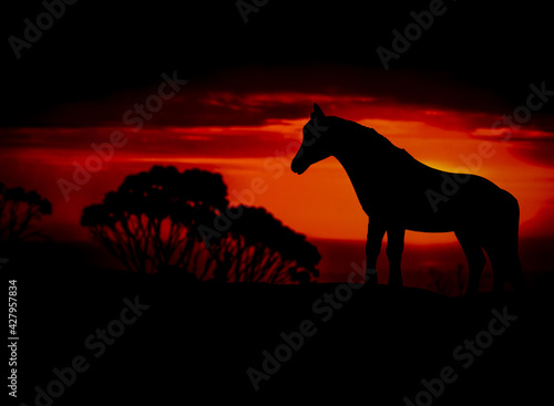 Silhouettes of animal on golden cloudy sunset background. Horse in wildlife background. Beauty in color and freedom.