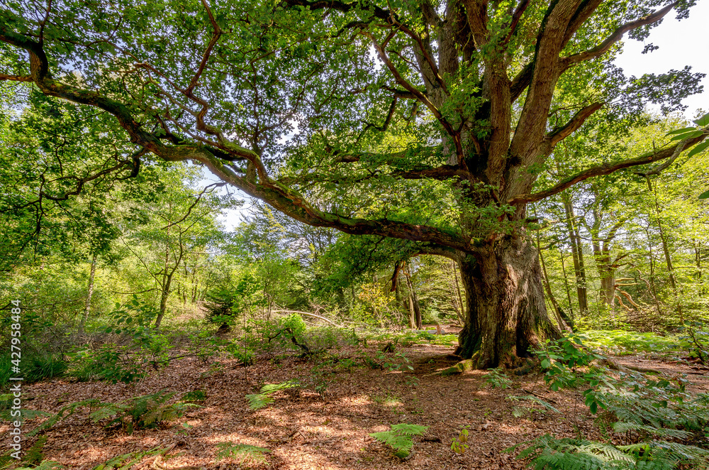 Naklejka premium Uralte Eiche, Urwald Sababurg - Hessen, Deutschland