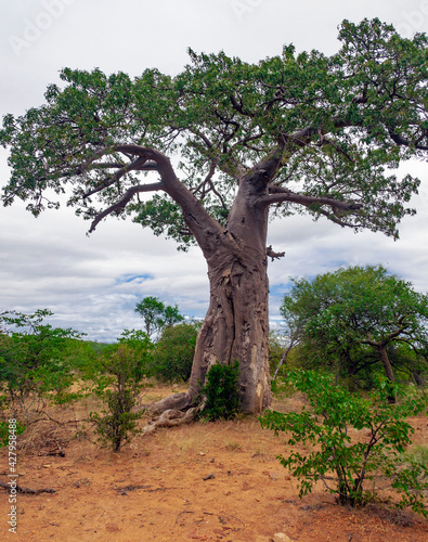 Profile of the crown and trunk of Baobab growing in the African savanna.