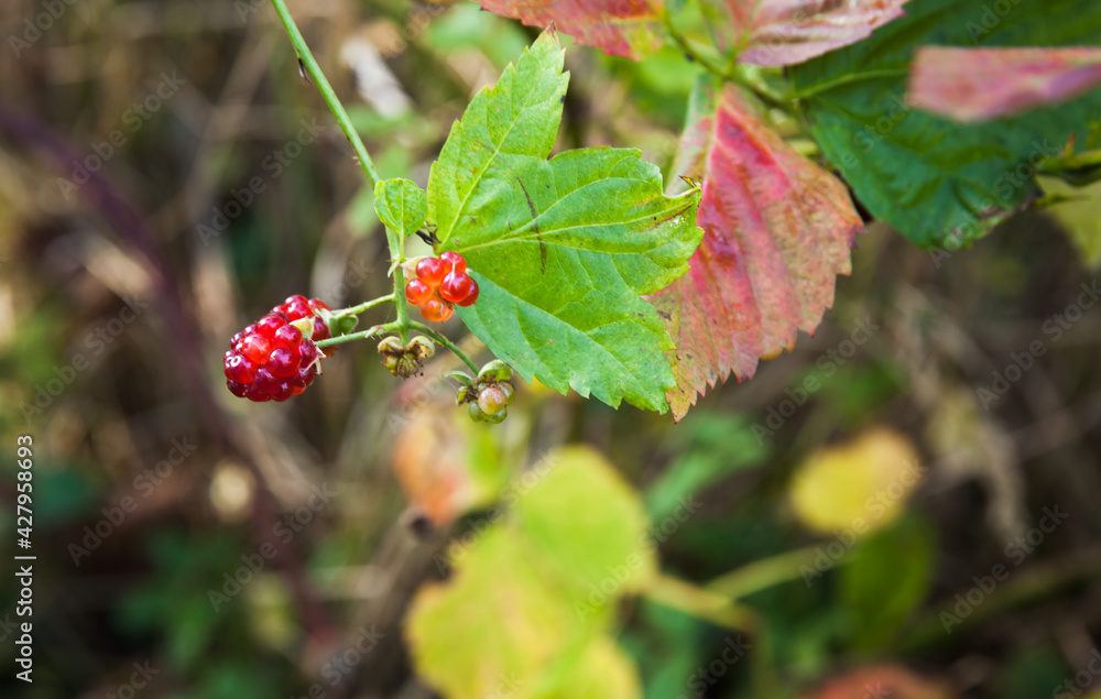 Berries of wild raspberry in autumn season Berries of wild raspberry in autumn season