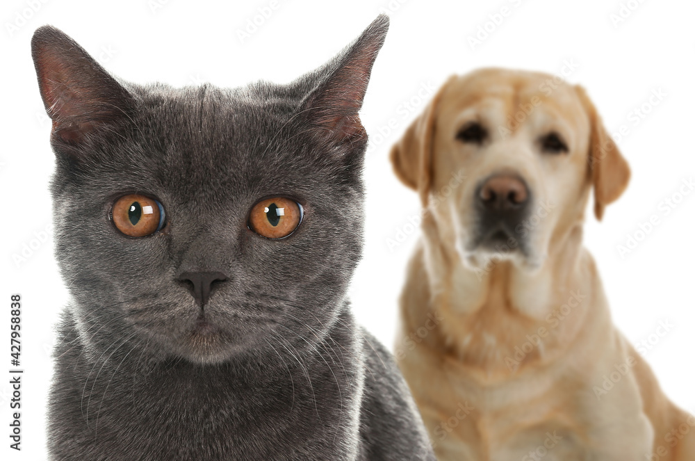 Adorable cat and dog on white background Adorable cat and dog on white background