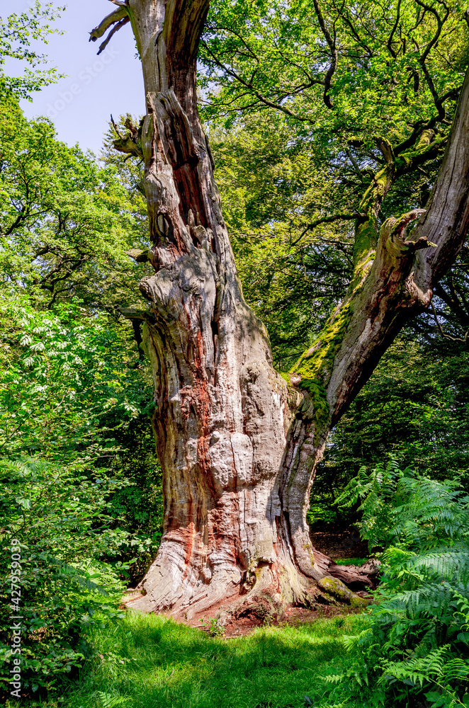 Urwald Sababurg Uralter Baumriese, Hessen, Deutschland StockFoto
