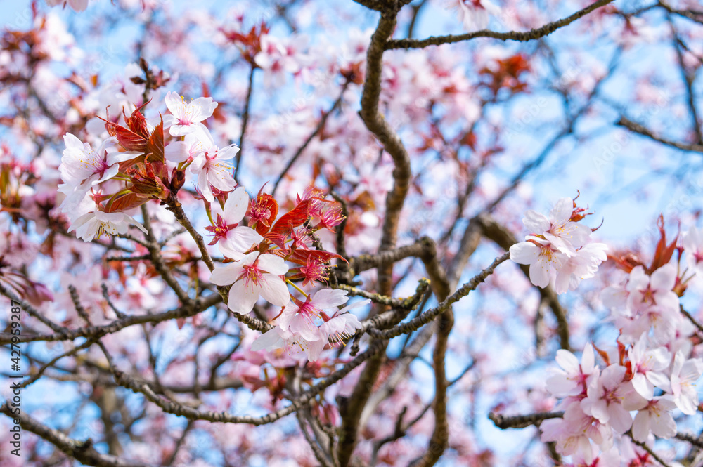 blossom in spring blossom in spring