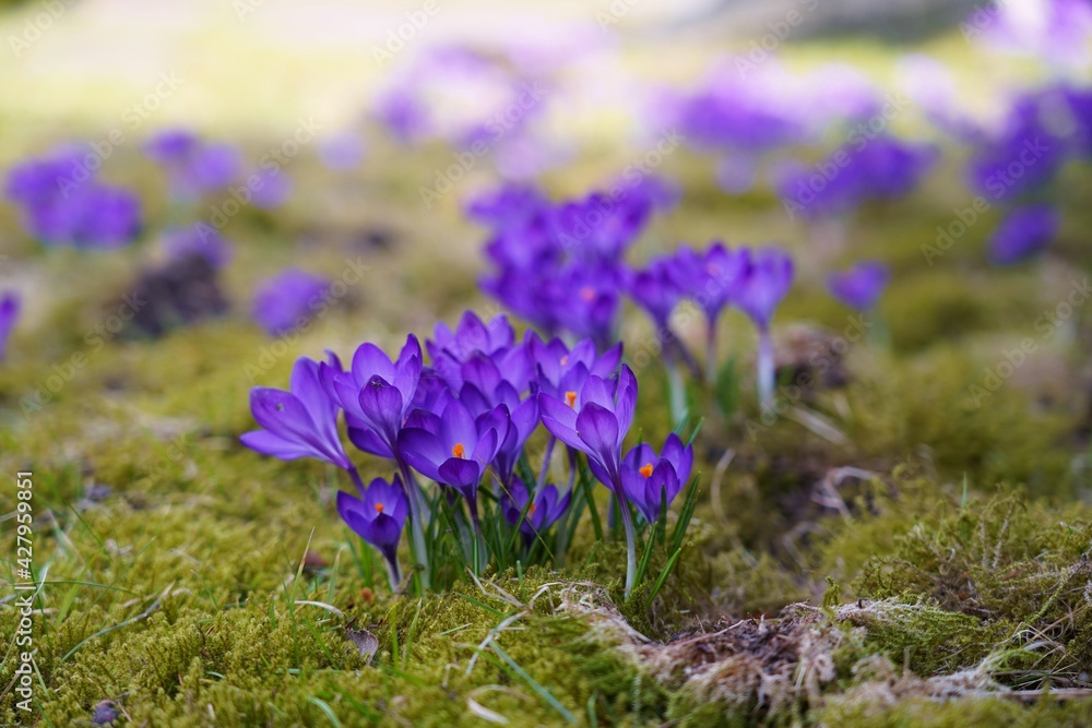 Crocus ( Crocus sativus ) - Saffron - beautiful spring flower - selective focus Crocus ( Crocus sativus ) - Saffron - beautiful spring flower - selective focus