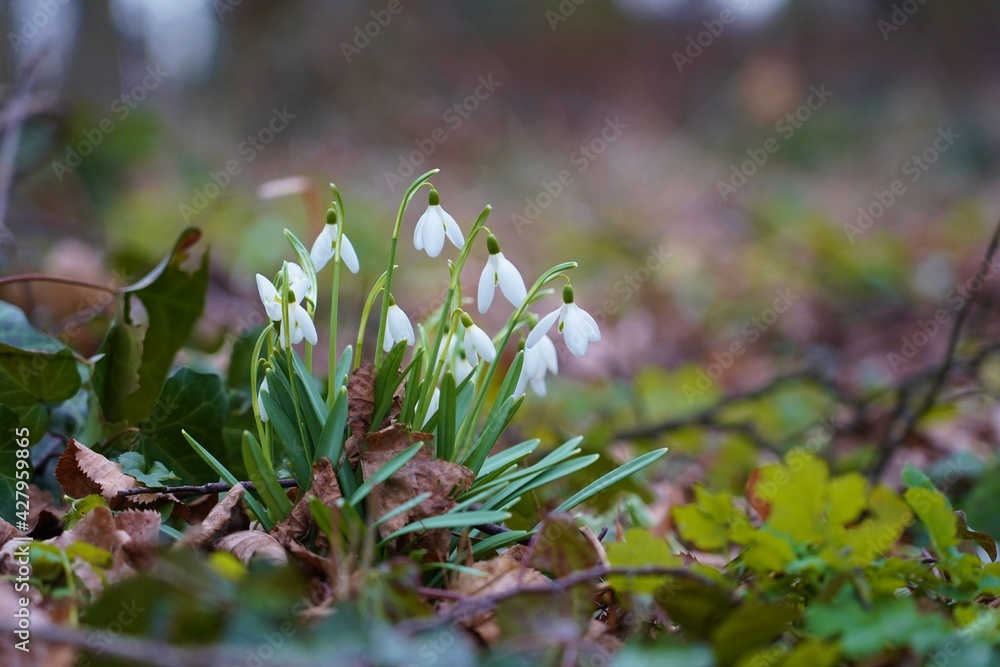 Galanthus nivalis - White blooming Snowdrop. Spring in the park - soft focus Galanthus nivalis - White blooming Snowdrop. Spring in the park - soft focus