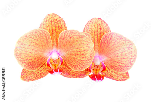 Pink orchid flower