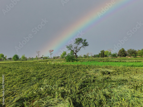 Wheat crops ruined by winds rainy weather rainbow Pakistani village view