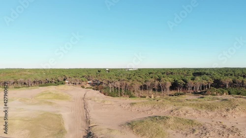landscape with a tree. forest and beach 4k