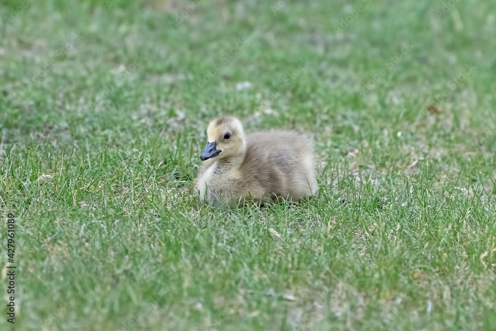 Baby Canada Goose (branta canadensis) resting on grass with its legs tucked under its body - green background Baby Canada Goose (branta canadensis) resting on grass with its legs tucked under its body - green background