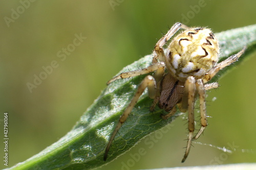 araignée neoscana adianta au soleil photo