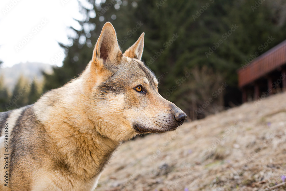 Portrait of czechoslovakian wolfdog on the meadow. Portrait of czechoslovakian wolfdog on the meadow.