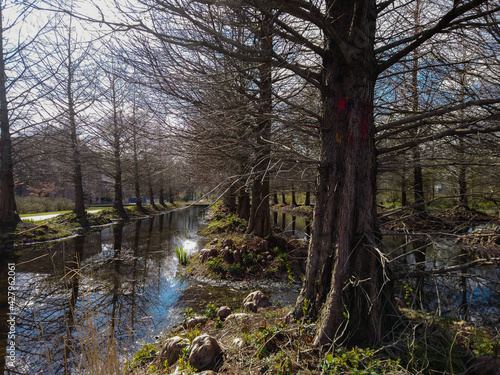 Row of trees in a flooded area