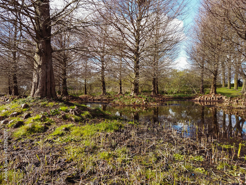 Trees in swampy area