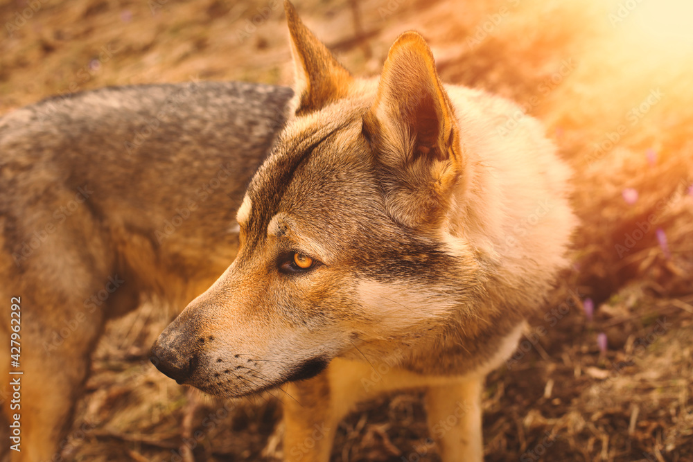 Fototapeta premium Portrait of czechoslovakian wolfdog on the meadow.