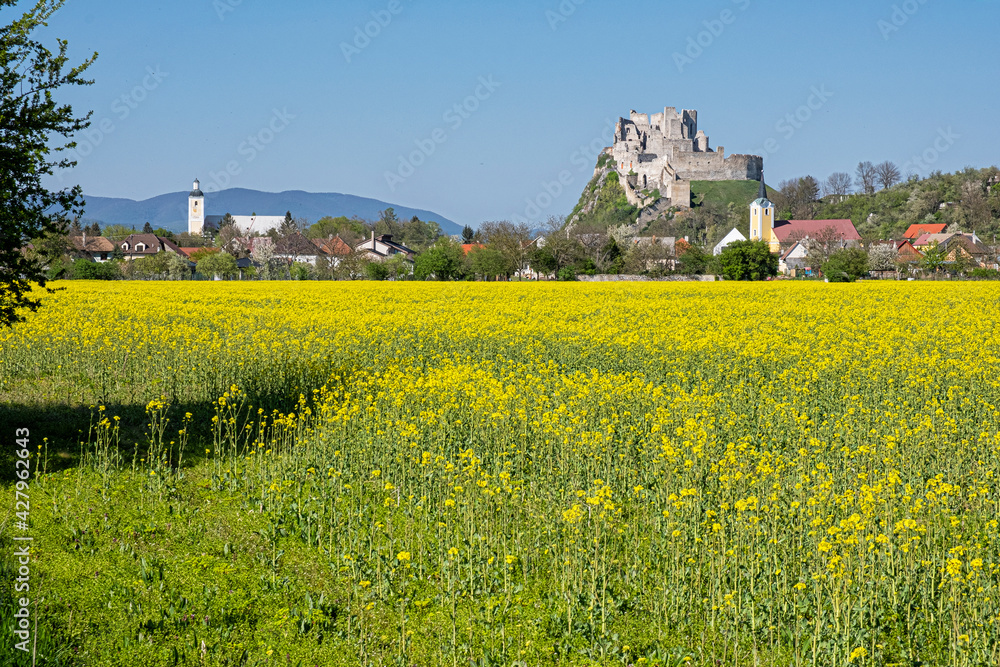 Beckov castle with oilseed rape yellow field, Slovakia Beckov castle with oilseed rape yellow field, Slovakia