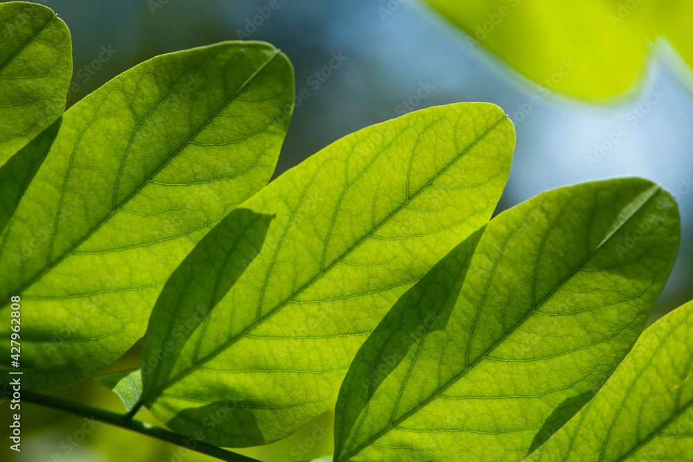 leaves on a branch. beautiful green background, young leaves. nature in spring or summer. the concept of the freshness of a forest or park, nature minimal. background, texture, green leaves close-up. leaves on a branch. beautiful green background, young leaves. nature in spring or summer. the concept of the freshness of a forest or park, nature minimal. background, texture, green leaves close-up.