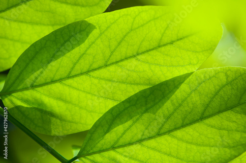 A beautiful fresh green leaf highlighted by the sun. beautiful green background, young leaves. nature in spring or summer. the concept of the freshness of a forest or park, nature minimal. macro