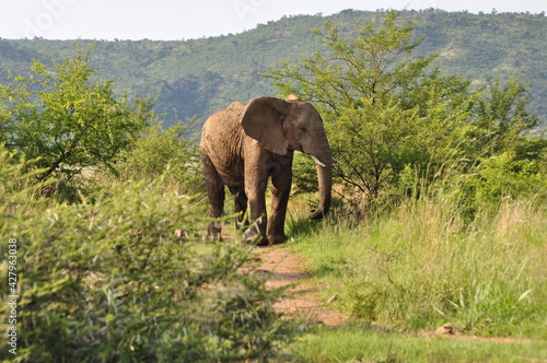 One Elephant walking alone in the savanna