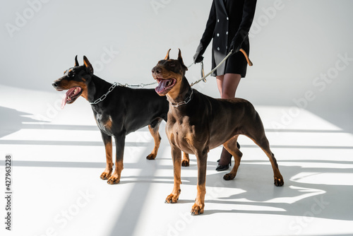 Photography partial view of elegant woman with dobermans on chain leashes on grey background