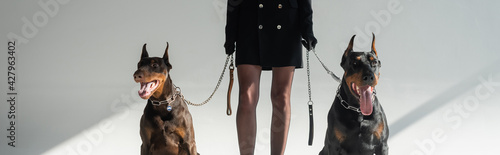 Leinwand Poster cropped view of stylish woman with doberman dogs on chain leashes on grey backgr