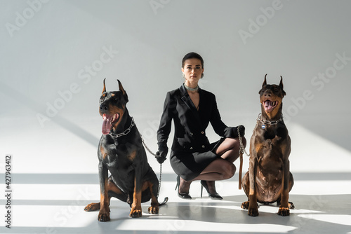 Photography elegant woman looking at camera near dobermans on chain leashes on grey backgrou